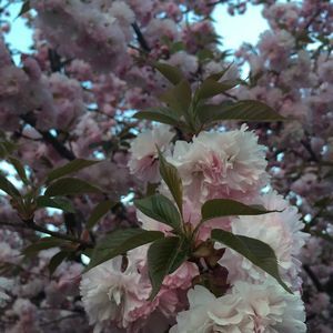 Meet your Posher, Ruth